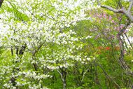  5月特別ガイドウォーク「ツツジ咲く新緑の森歩き」